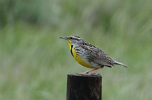 Meadowlark, Western, 2015-05268173 Nebraska